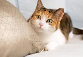 Where Finding Your Perfect Cat Begins